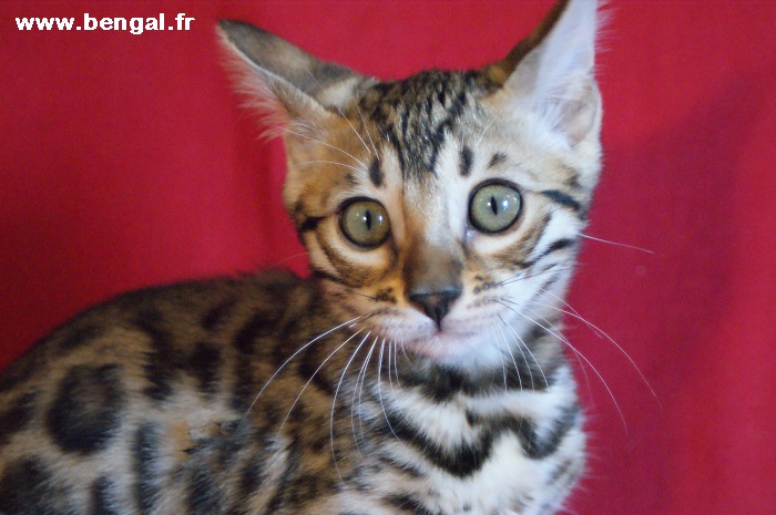 kawalik java femelle bengal brown spotted